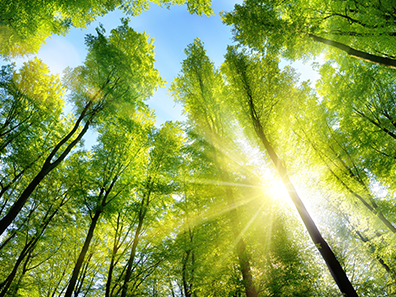 Grüne Bäume mit Sonnenlicht